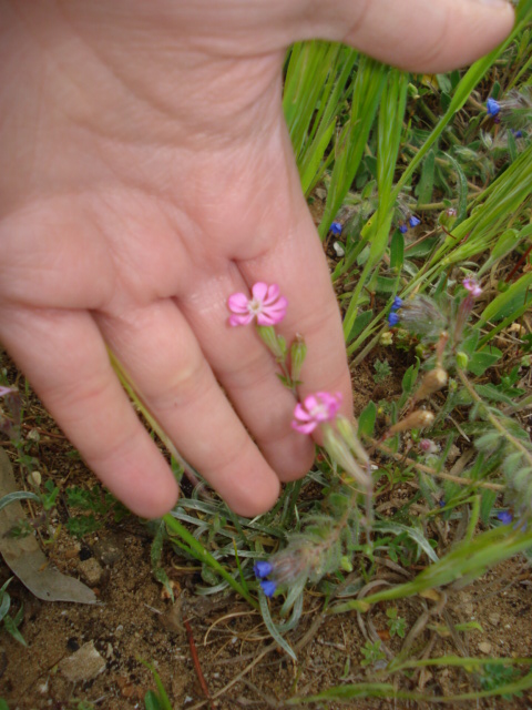 Silene colorata Poir.