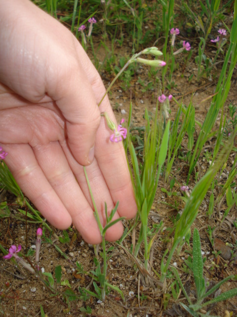 Silene colorata Poir.