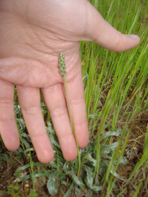 Strana piantina di mare! - Plantago sp.