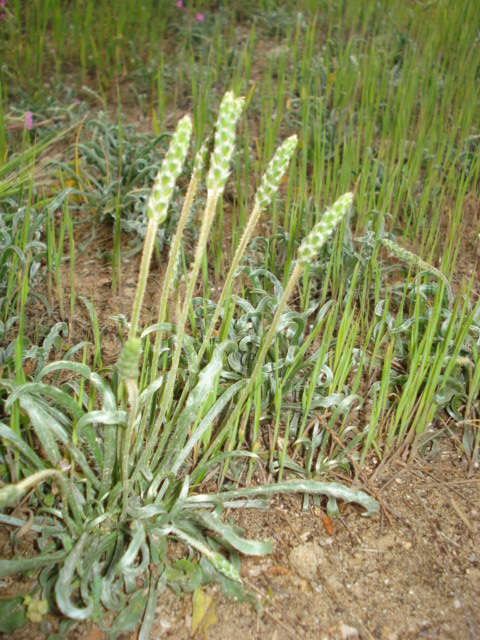 Strana piantina di mare! - Plantago sp.