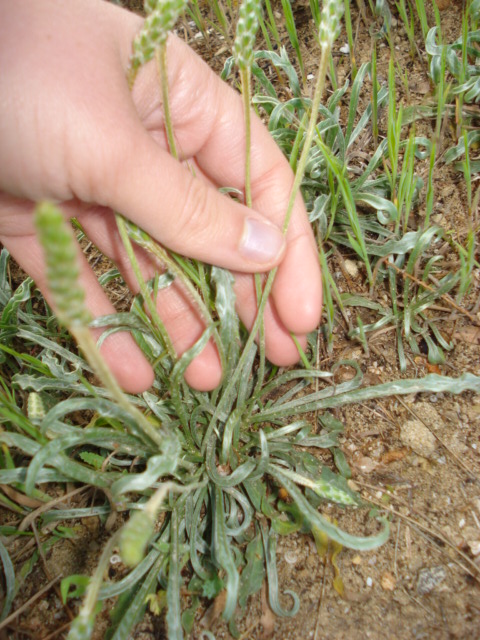 Strana piantina di mare! - Plantago sp.