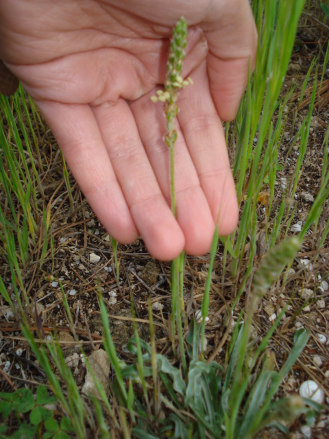 Strana piantina di mare! - Plantago sp.