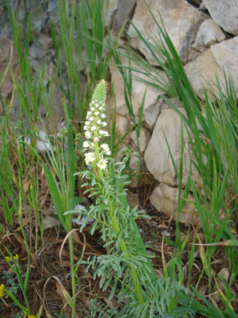 Reseda alba