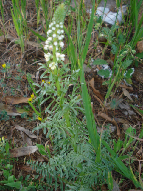 Reseda alba