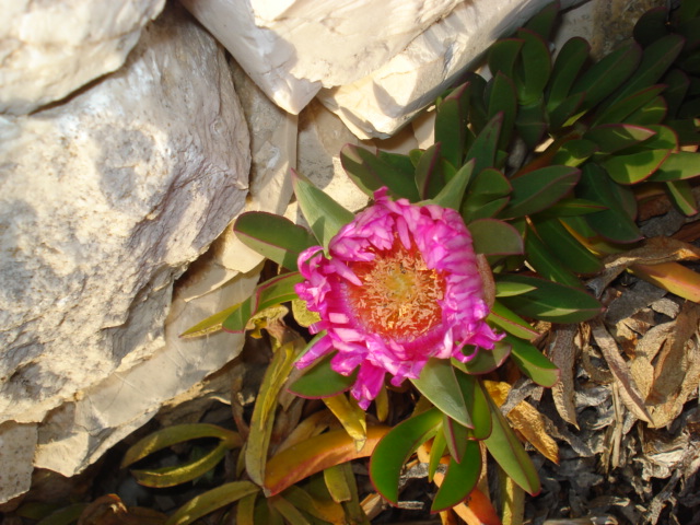 Carpobrotus acinaciformis / Fico degli Ottentotti comune