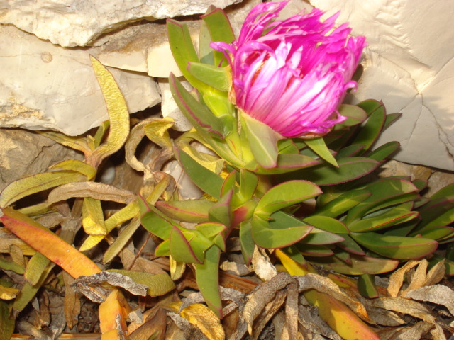 Carpobrotus acinaciformis / Fico degli Ottentotti comune
