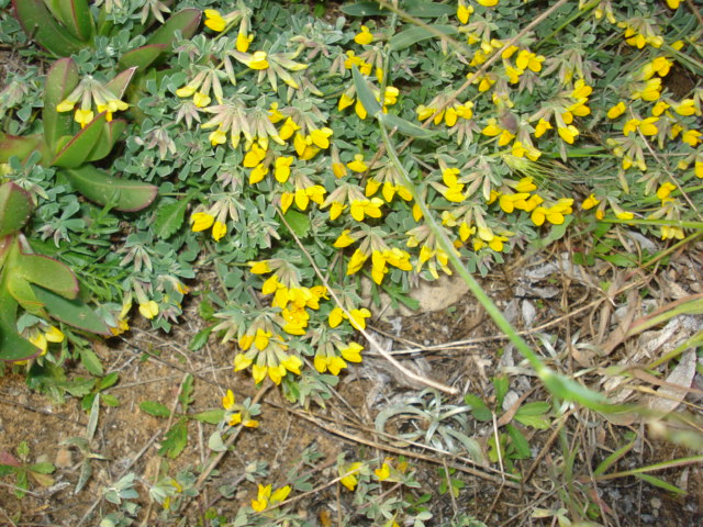 Lotus  creticus