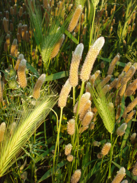 Plantago lanceolata