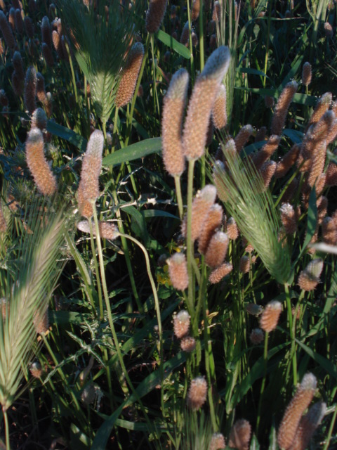 Plantago lanceolata