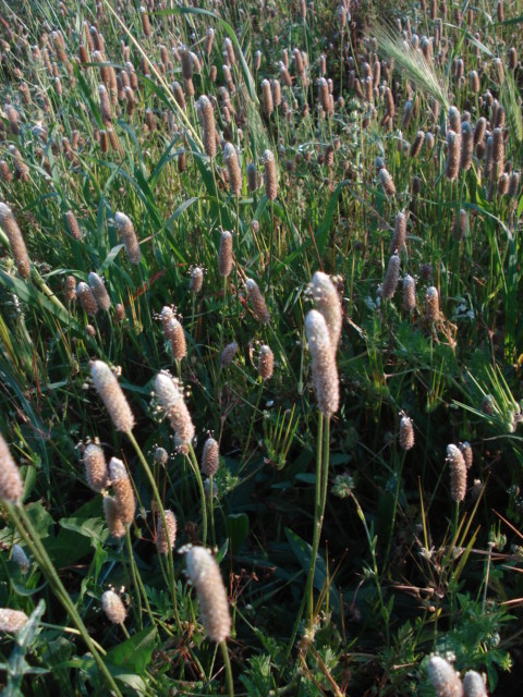 Plantago lanceolata