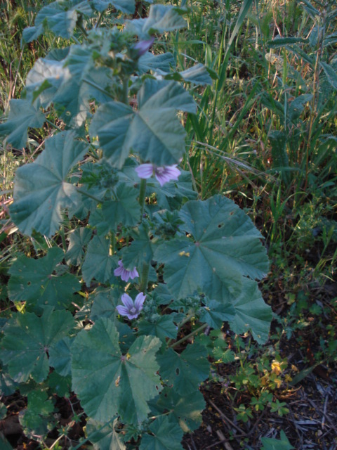 Malva multiflora?