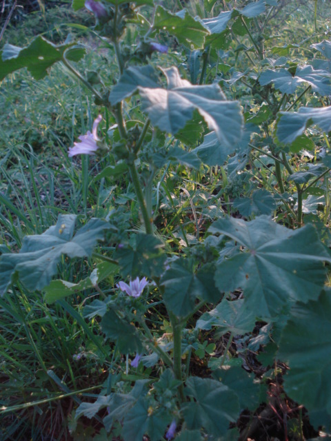 Malva multiflora?