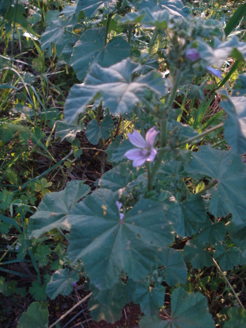 Malva multiflora?