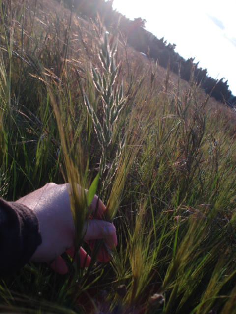 Bromus sp.?