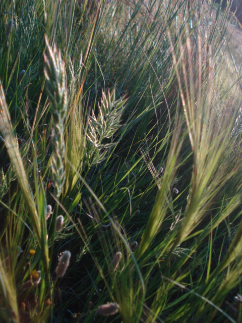 Bromus sp.?
