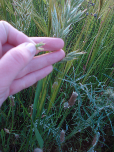 Bromus sp.?