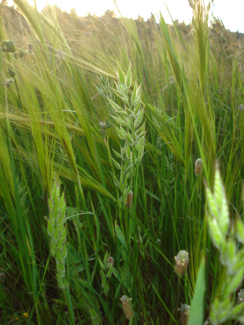 Bromus sp.?