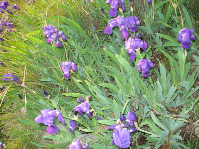 Iris selvatici viola e bianchi...- Iris germanica