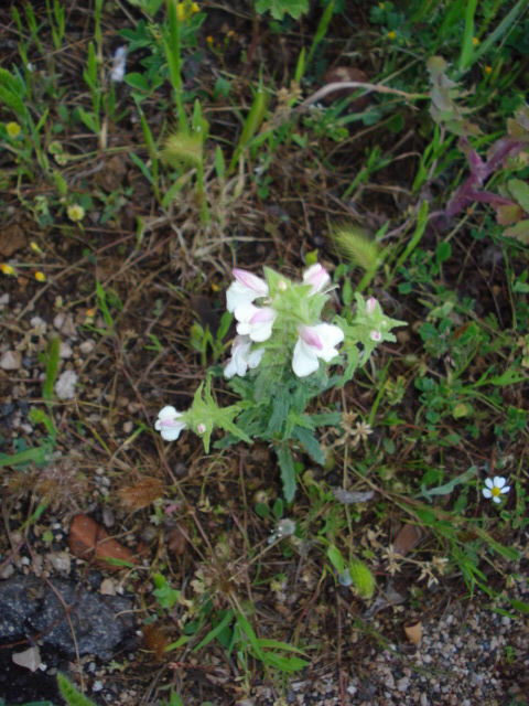 Forse Linaria? no, Bartsia trixago L.