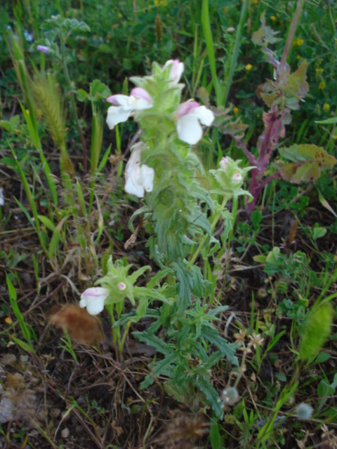 Forse Linaria? no, Bartsia trixago L.