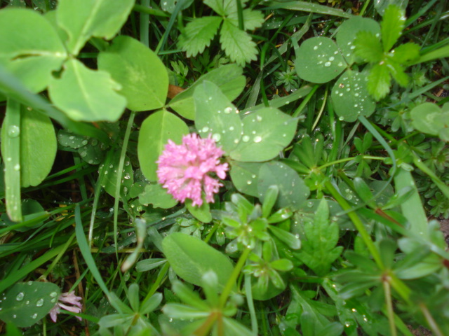Trifolium  pratense L.