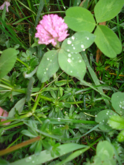 Trifolium  pratense L.