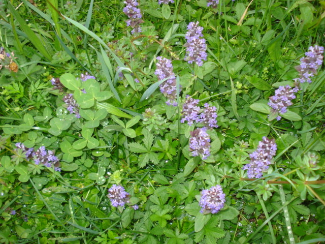 Fiorellini violacei - Ajuga reptans