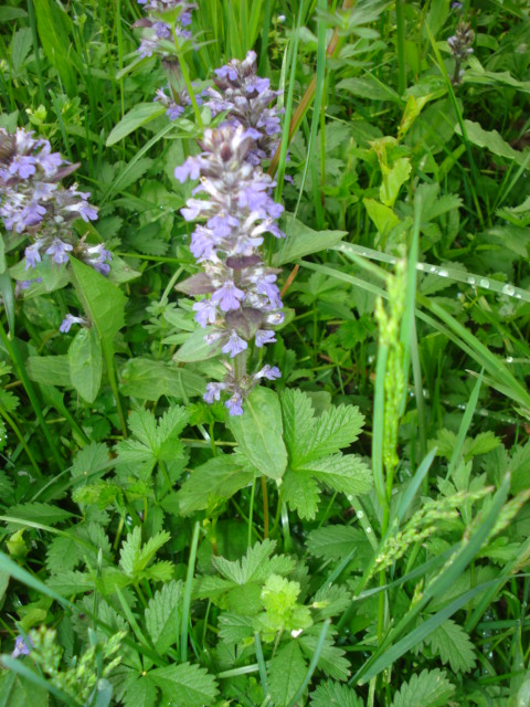 Fiorellini violacei - Ajuga reptans