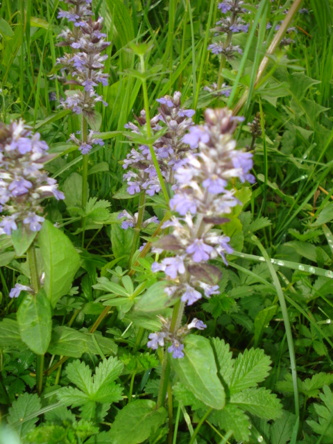 Fiorellini violacei - Ajuga reptans