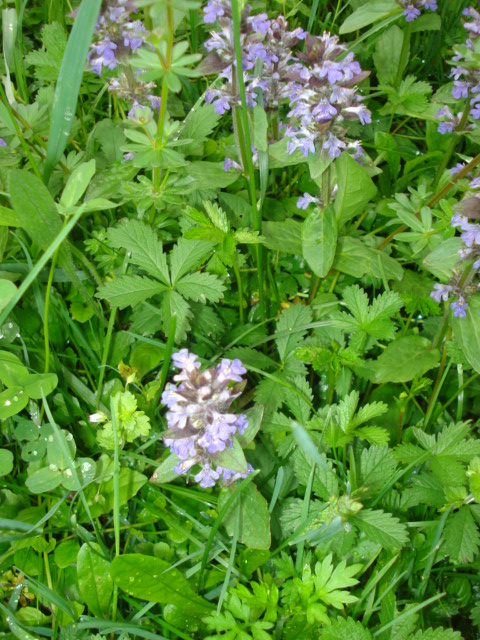 Fiorellini violacei - Ajuga reptans