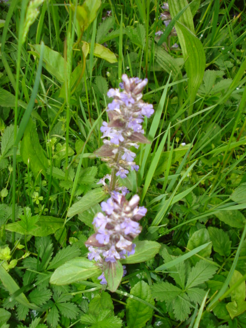 Fiorellini violacei - Ajuga reptans