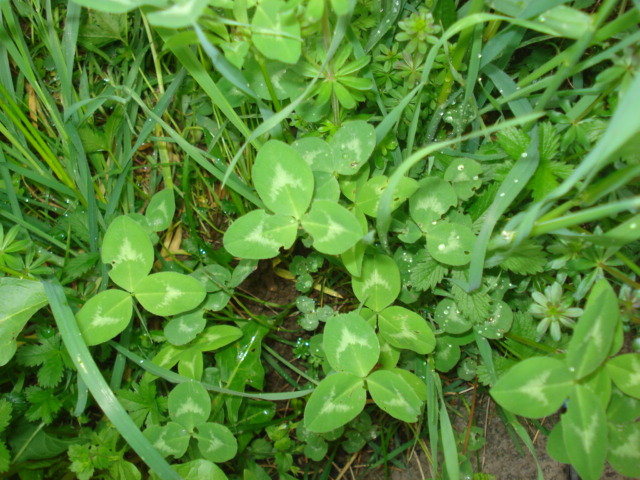 Trifolium  pratense L.
