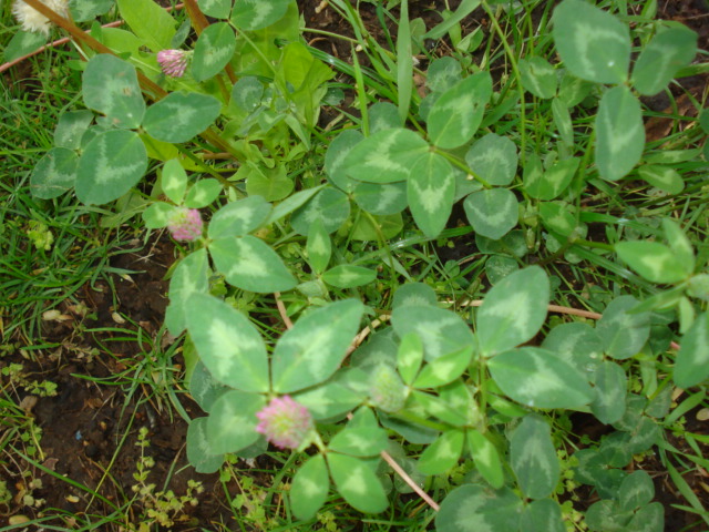 Trifolium  pratense L.