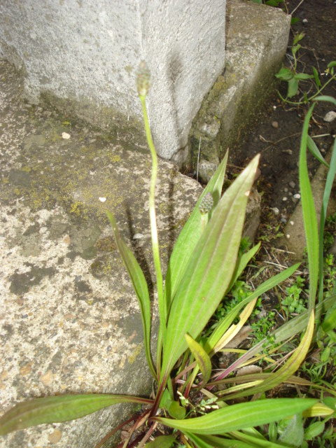Plantago lanceolata L.
