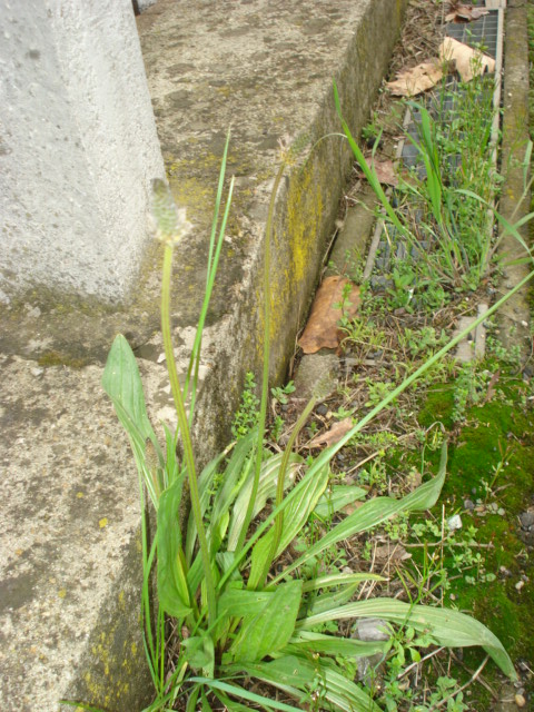 Plantago lanceolata L.