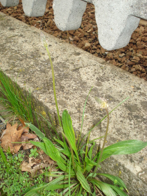Plantago lanceolata L.