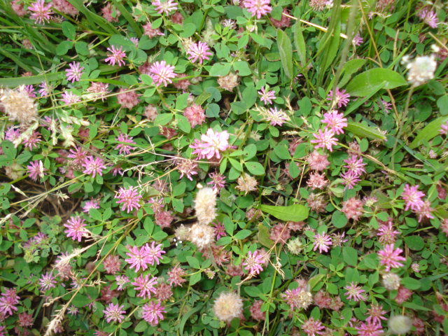 Trifoglio rosa? Trifolium resupinatum