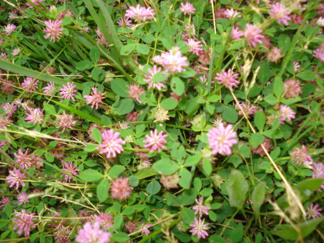 Trifoglio rosa? Trifolium resupinatum