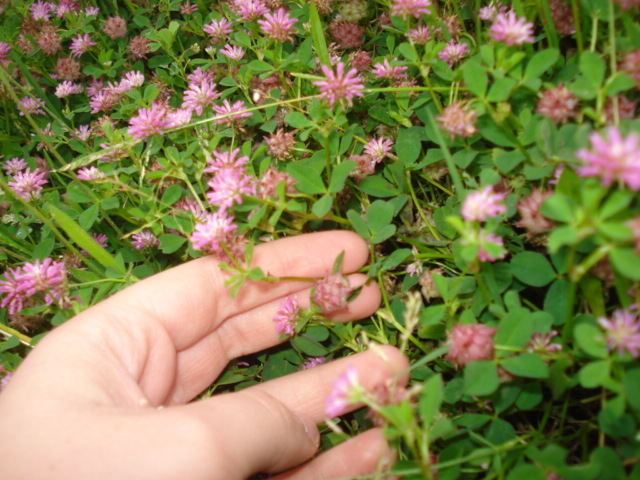 Trifoglio rosa? Trifolium resupinatum