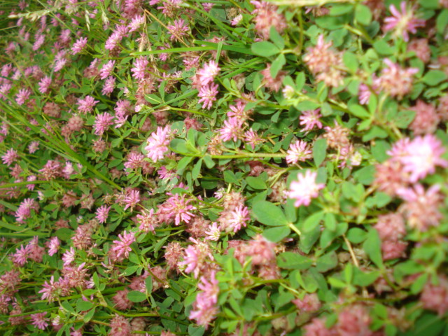 Trifoglio rosa? Trifolium resupinatum