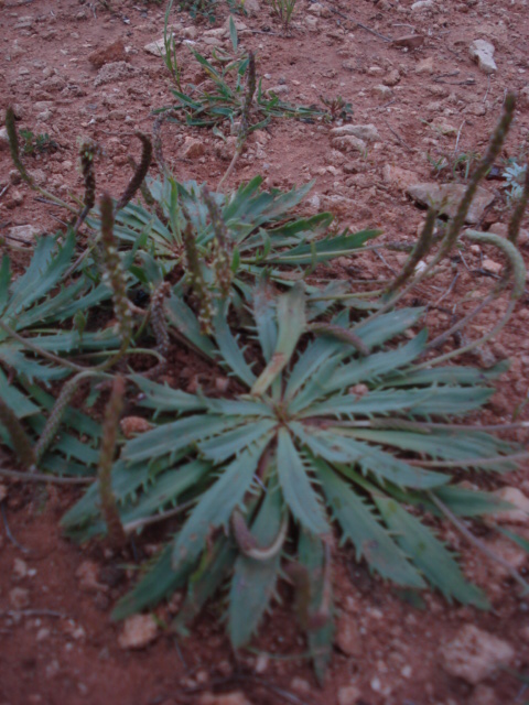 Plantago serraria