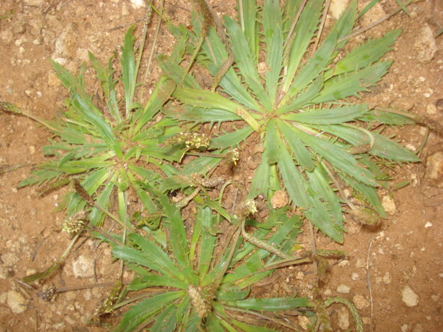 Plantago serraria