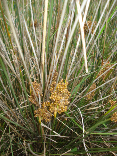 Juncus acutus / Giunco pungente