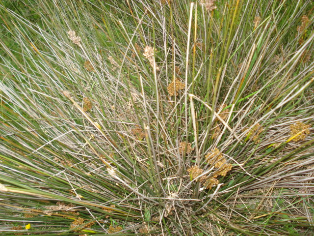 Juncus acutus / Giunco pungente