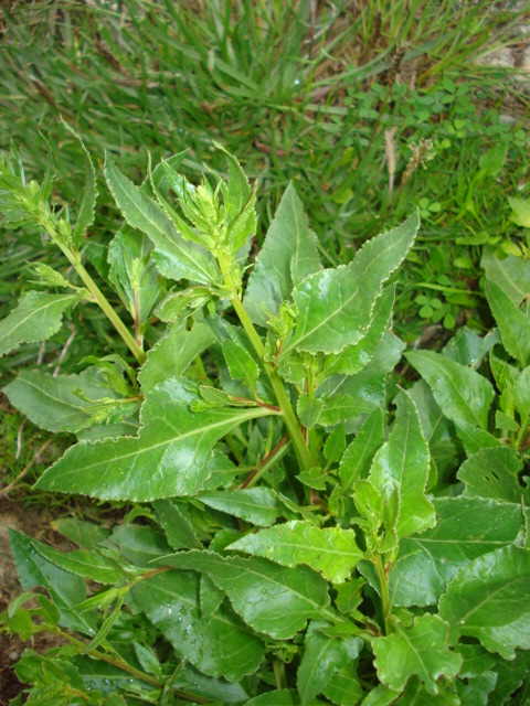 Beta vulgaris / Bietola