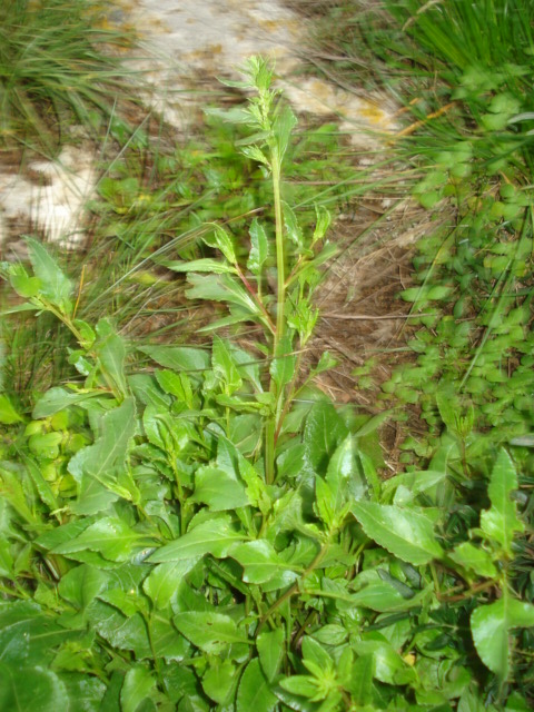 Beta vulgaris / Bietola