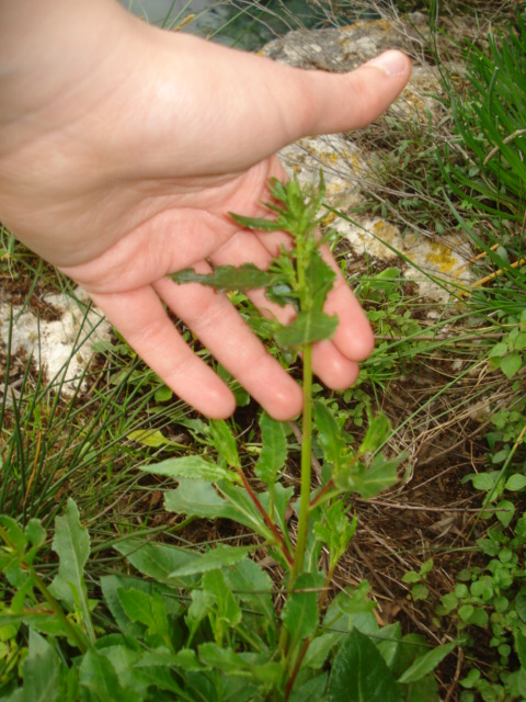 Beta vulgaris / Bietola