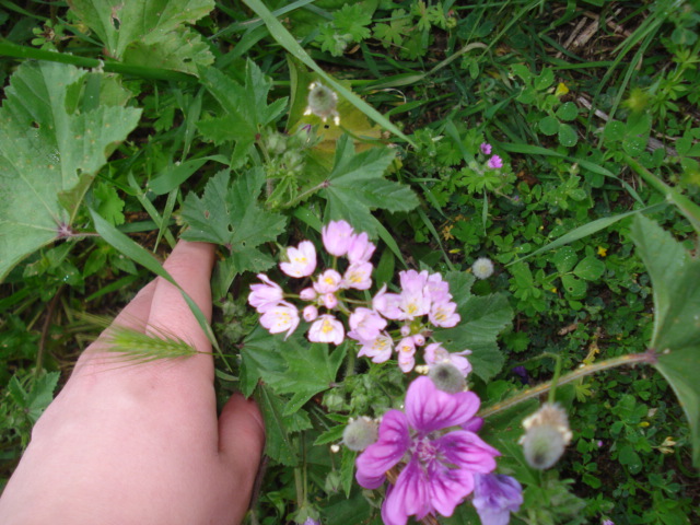 Allium roseum L.