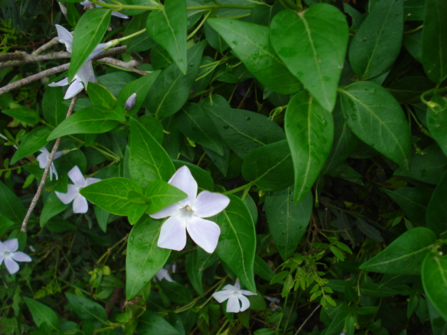 Vinca maior