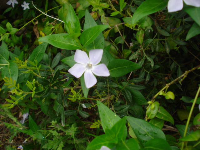 Vinca maior